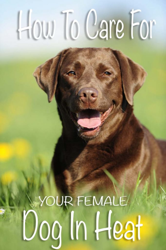 how often do dogs go into heat your in heat caring for your during season the labrador site how often do dogs go into heat your in heat caring for your during season the labrador site