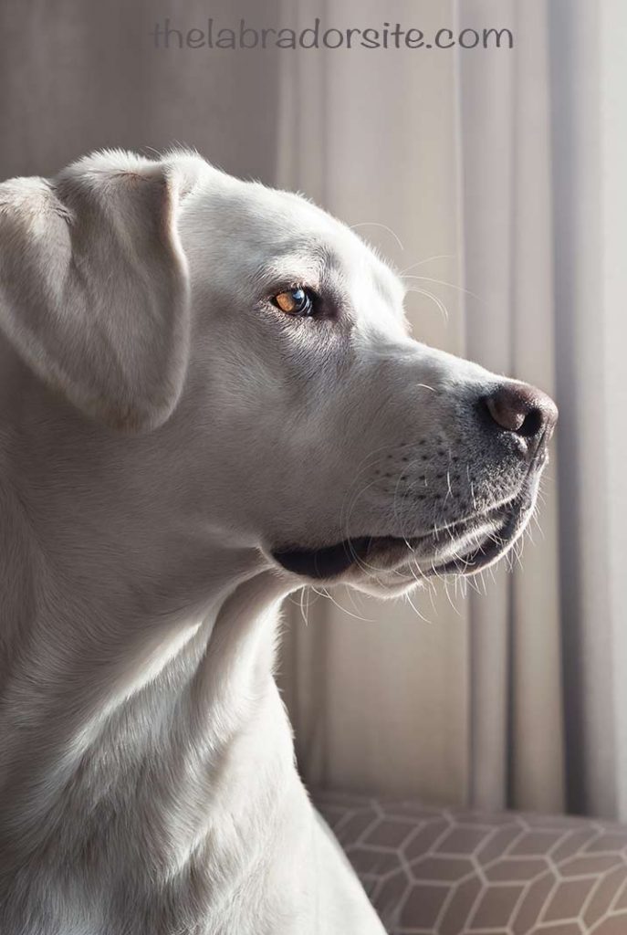 how long are dogs in heat the first time