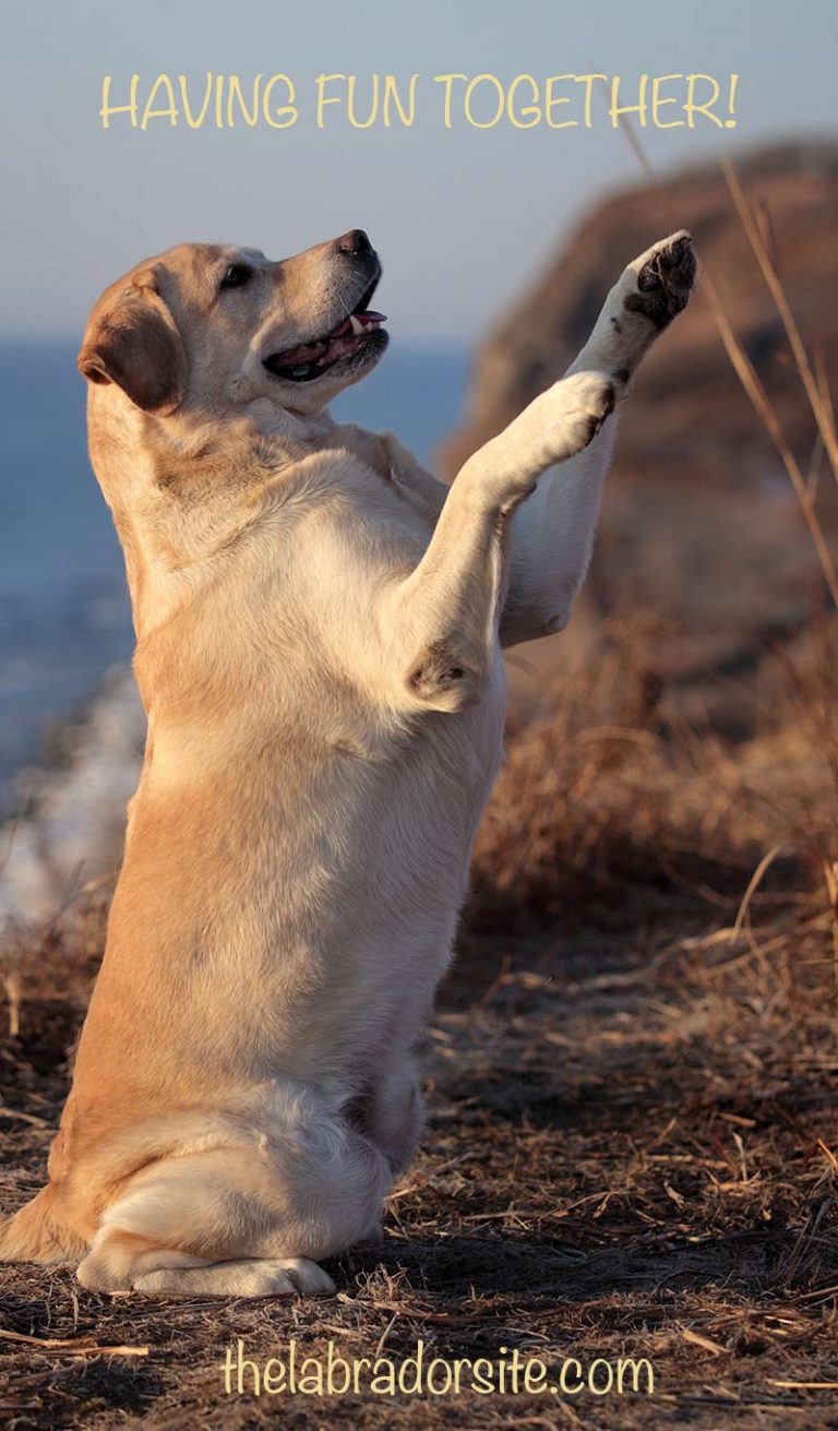 how-long-does-a-dog-stay-in-heat-expert-guide-and-faq