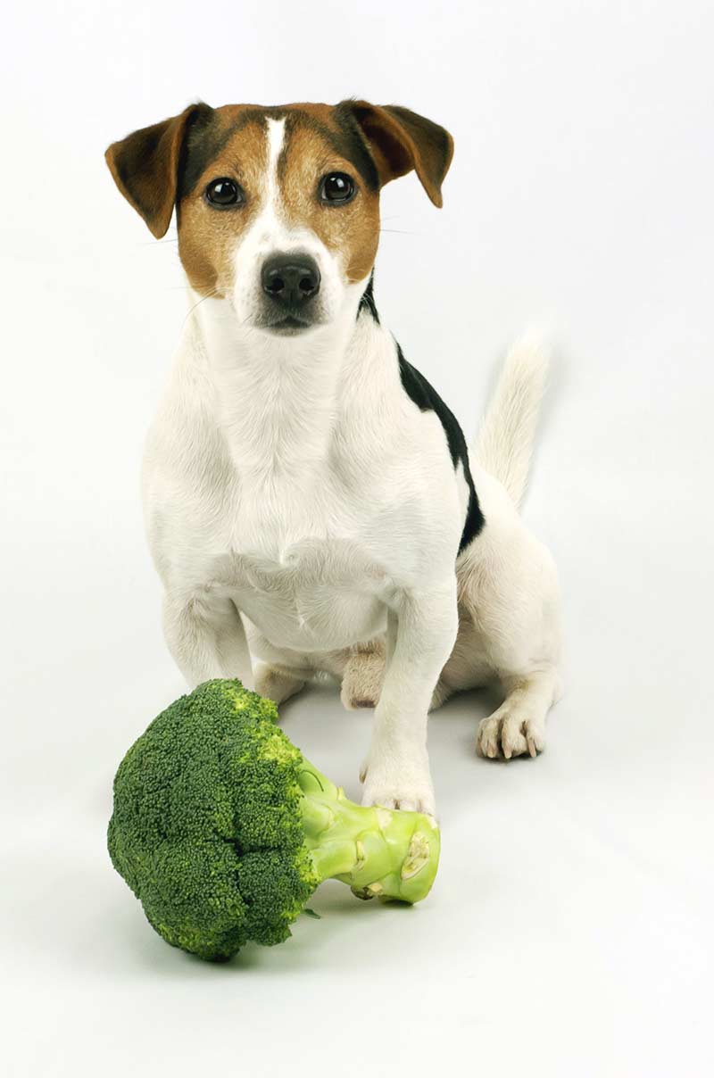 can dogs have broccoli