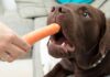Can Dogs Eat Carrots? A Complete Guide to Carrots For Dogs