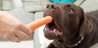 Can Dogs Eat Carrots? A Complete Guide to Carrots For Dogs
