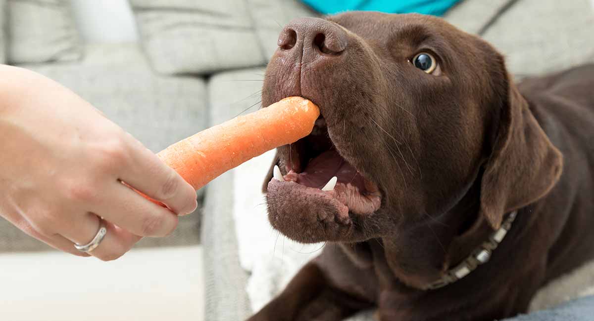 dogs have carrots