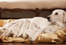 Dog pregnancy