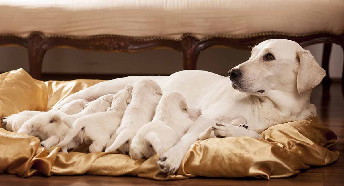 Dog Pregnancy – Signs, Symptoms, and How Puppies Develop