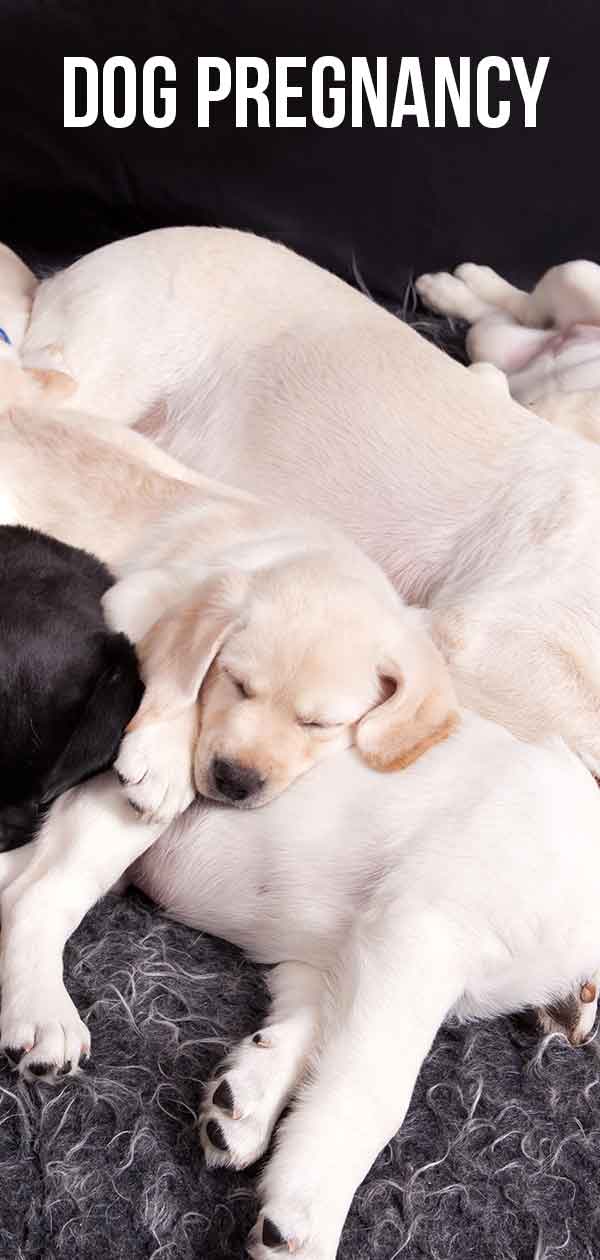 Dog Pregnancy Signs Symptoms And How Puppies Develop,How To Water Seedlings In Rockwool