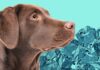 is ice bad for dogs