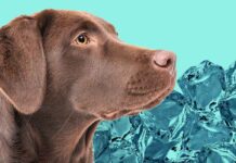 is ice bad for dogs