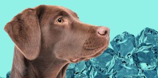 is ice bad for dogs