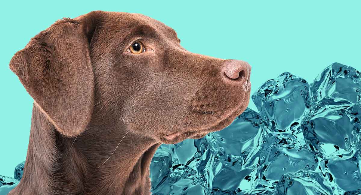 are ice cubes bad for dogs in the heat