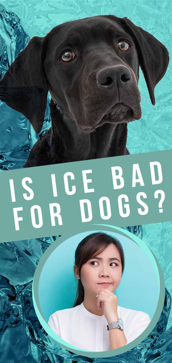 is ice bad for dogs