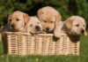 When Can Puppies Go Outside: Is It Safe To Take Your Puppy Out Yet?