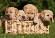 When Can Puppies Go Outside: Is It Safe To Take Your Puppy Out Yet?