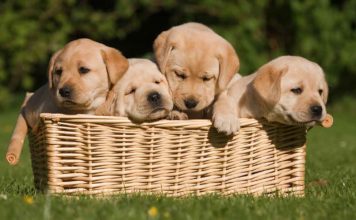 When Can Puppies Go Outside: Is It Safe To Take Your Puppy Out Yet?