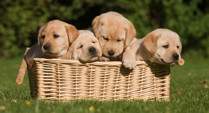 When Can Puppies Go Outside: Is It Safe To Take Your Puppy Out Yet?