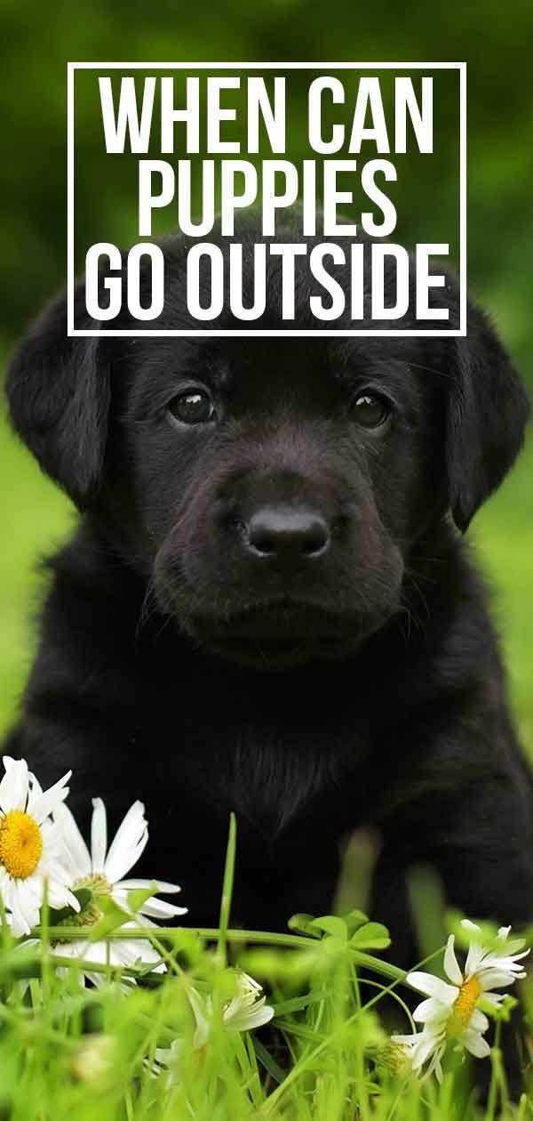 When Can Puppies Go Outside: Is It Safe 