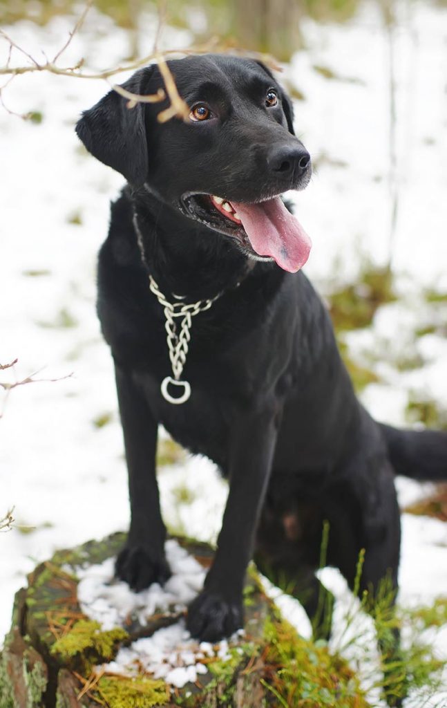 different labrador breeds