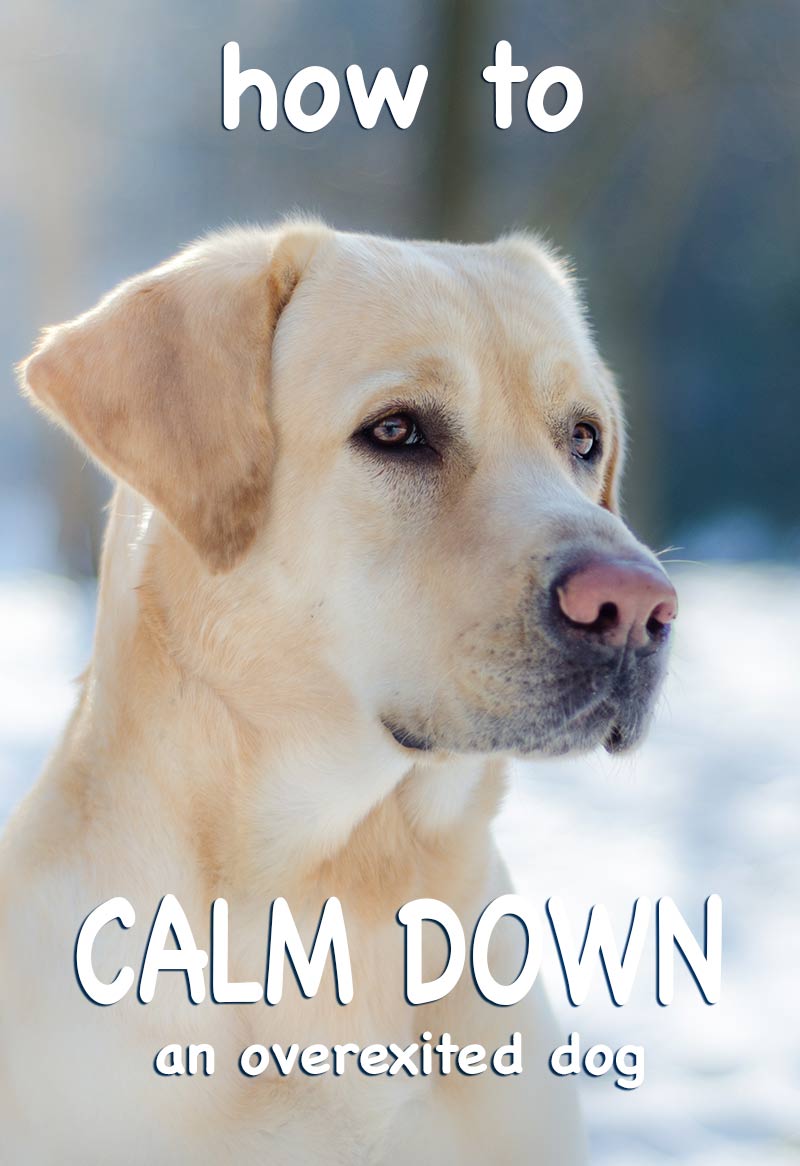 Dog calming - how to calm a dog down - great tips and advice