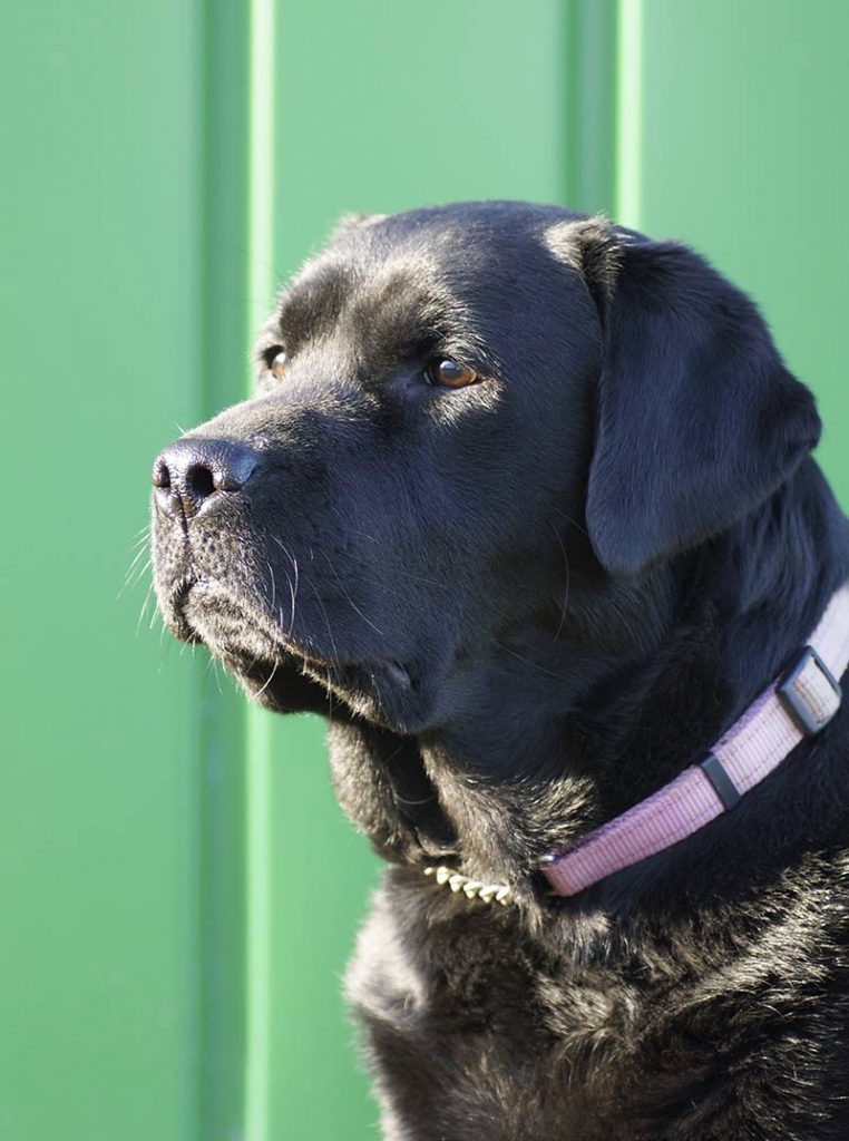 american type labrador