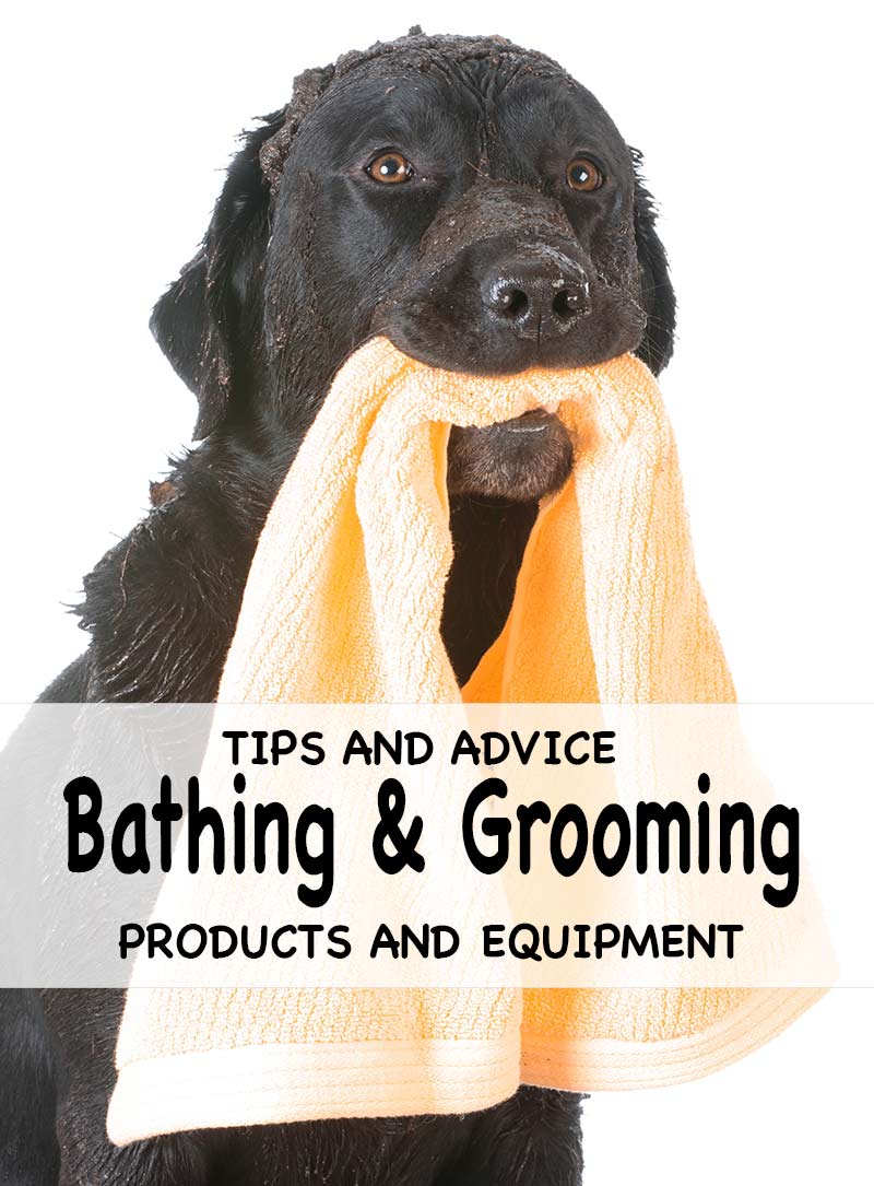 Top tips for grooming and bathing your Lab with lots of great product recommendations