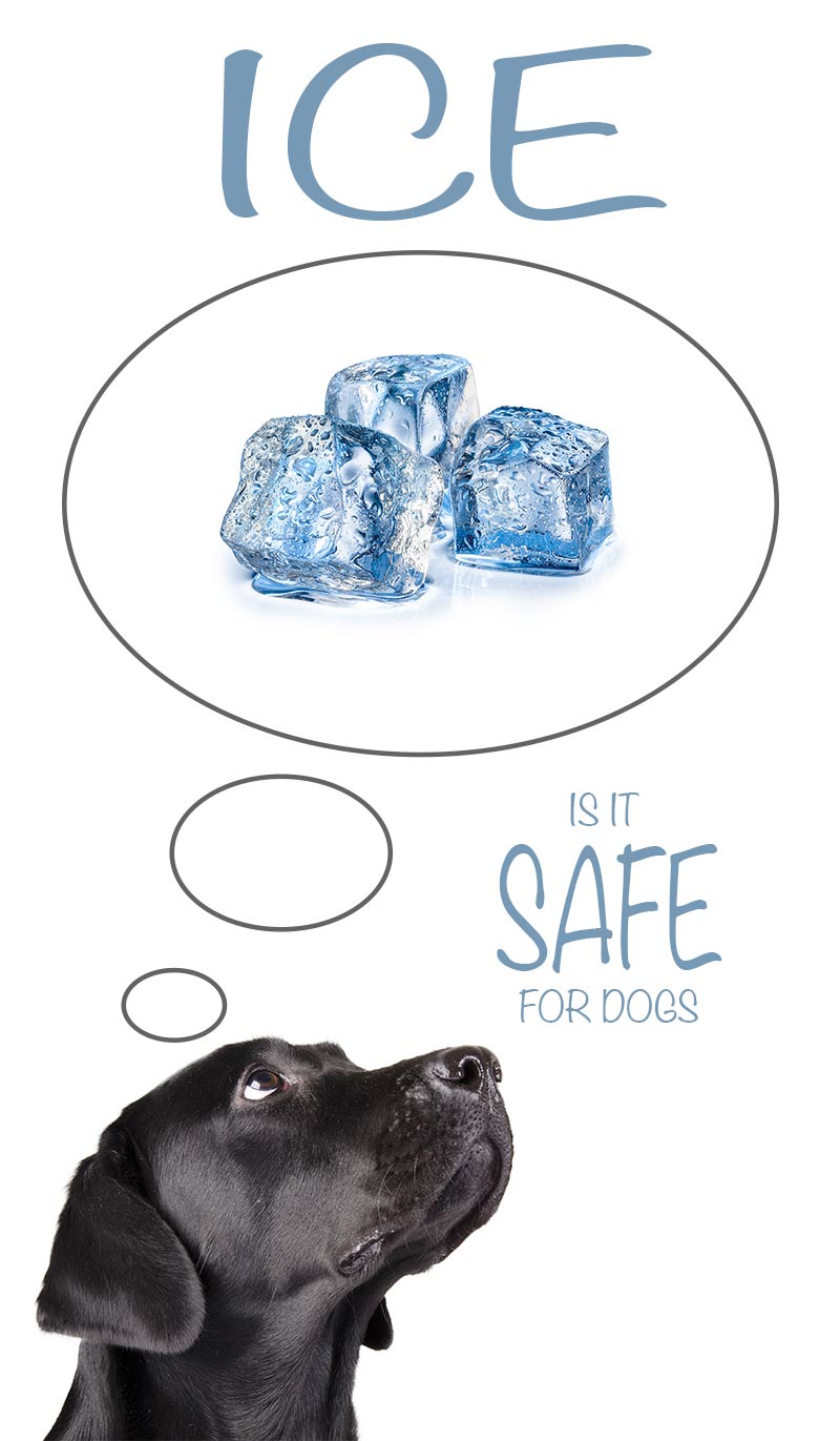 are ice cubes bad for dogs in the heat