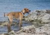 Different types of Labrador