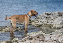 Different types of Labrador