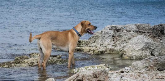 Different types of Labrador