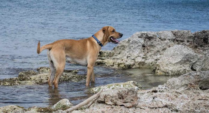Different types of Labrador