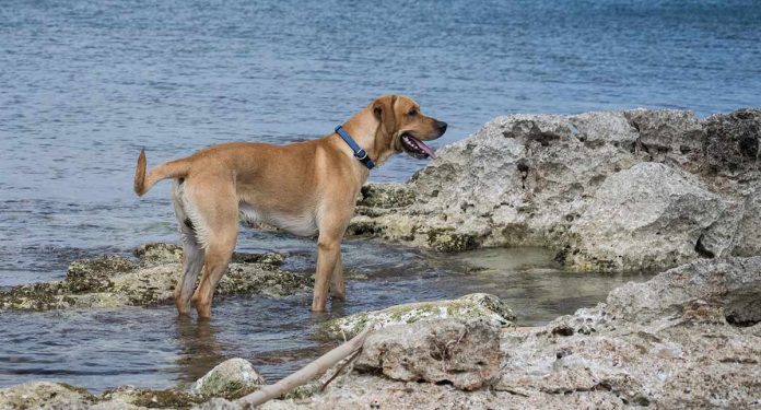 Différents types de Labrador