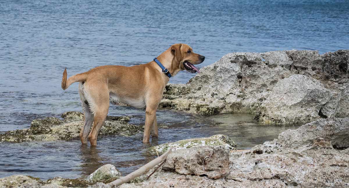 are labradors athletic