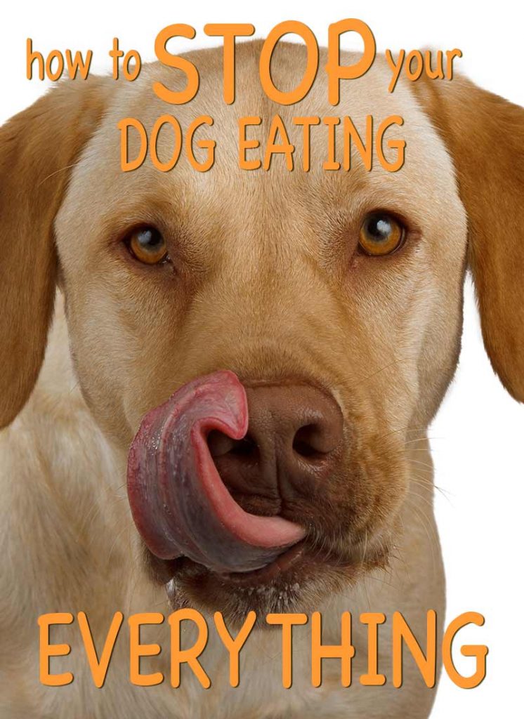 dog muzzle for eating poop