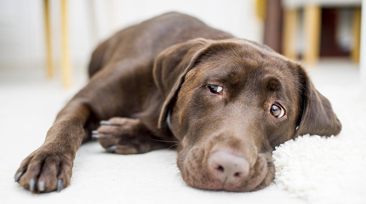 muzzle to stop dog eating