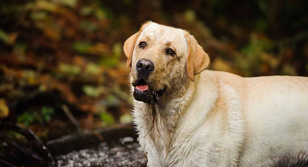 how do you get fish smell off your dog