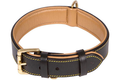 Image showcasing Best Leather Dog Collars - Reviews, Choosing Tips and Buying Guide