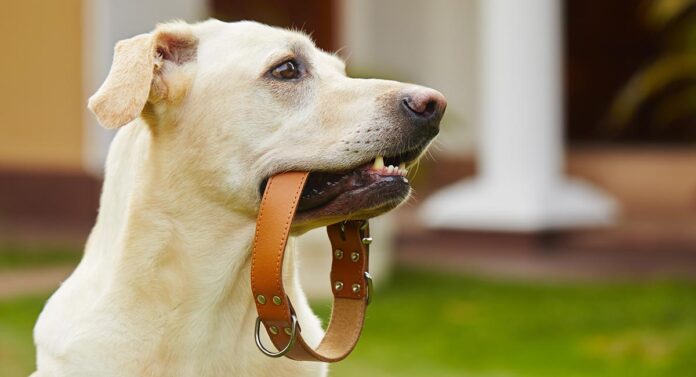 best leather dog collars