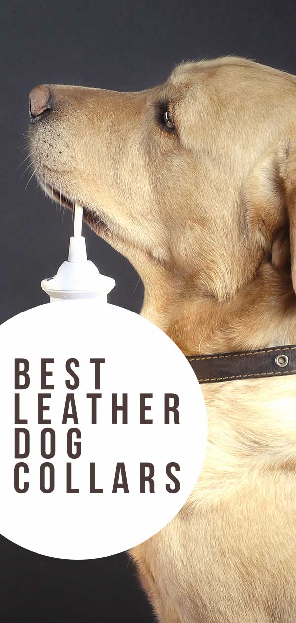 PET ARTIST Luxury Genuine Leather Dog Collar-Handmade for Small/Medium Dog Breeds with The Finest Real Leather-Full Grain Latigo Leather and Stylish Strong Dog Collar 