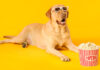can dogs eat popcorn