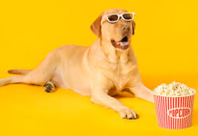 can dogs eat popcorn