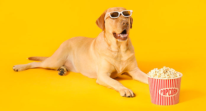 corn kernels for dogs