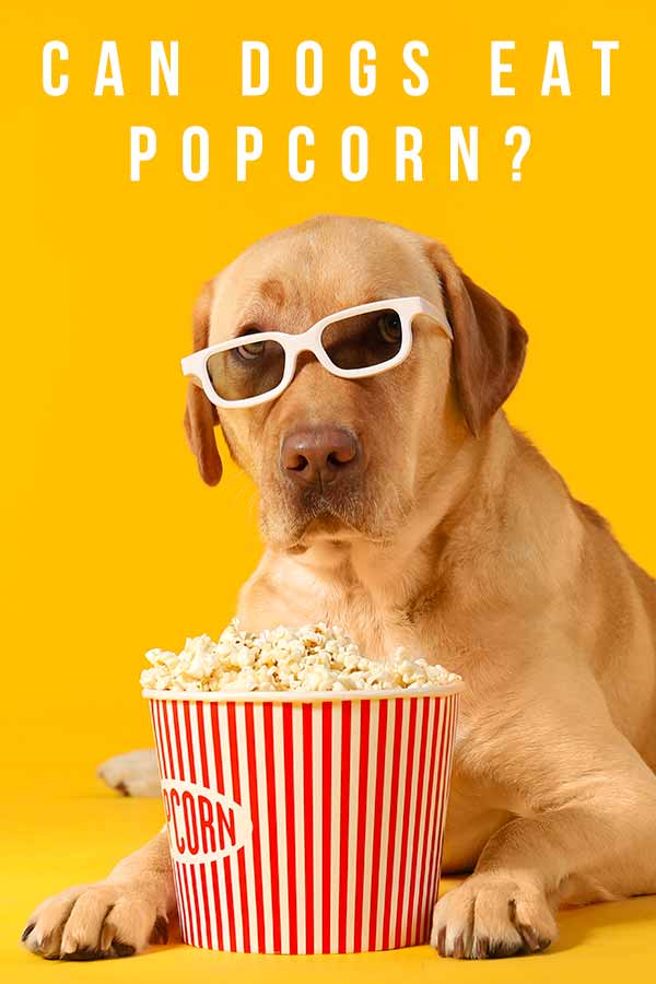 can dogs eat popcorn