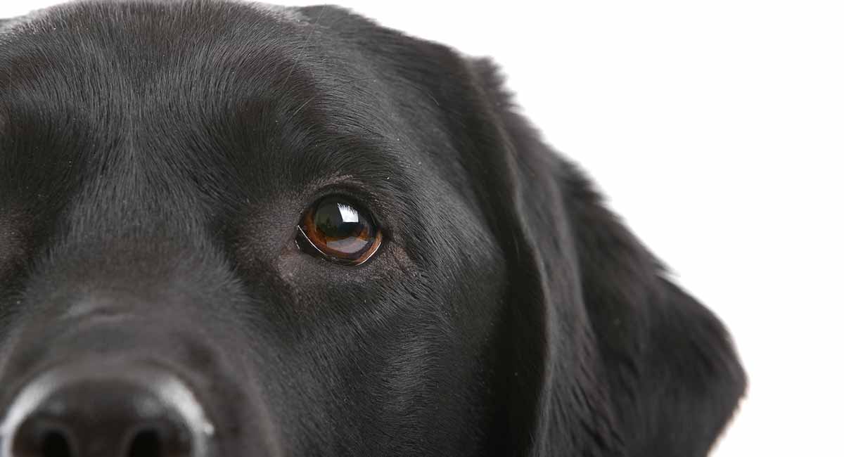 Melatonin For Dogs Dosage Chart