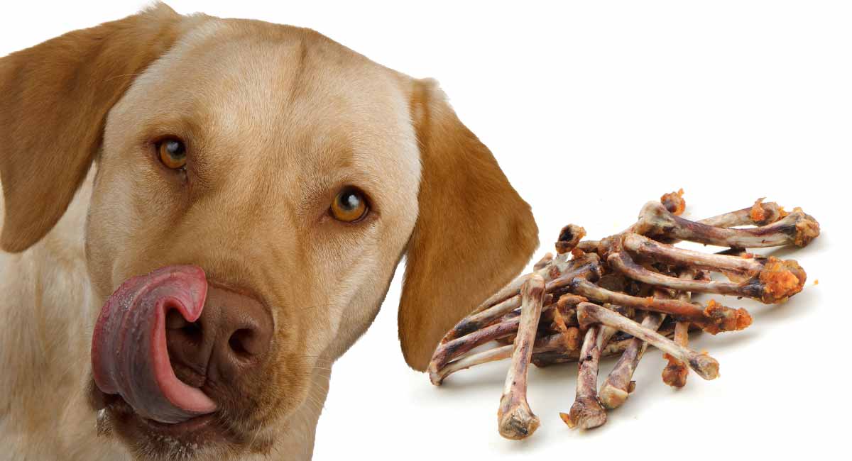 feeding chicken bones to dogs