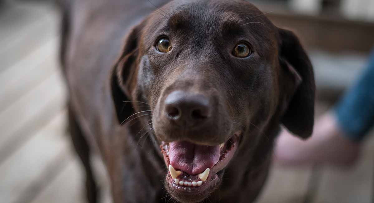 Pepto Bismol For Dogs - Can You Give A Dog Pepto Bismol?