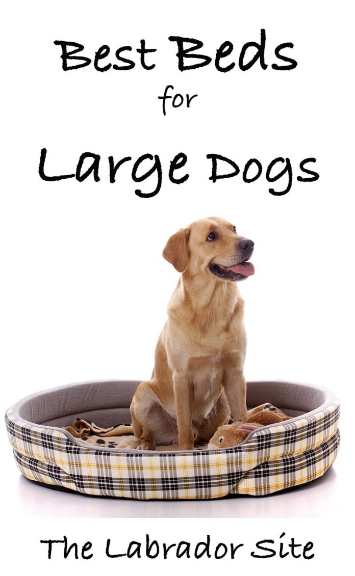 Our Favorite Big Dog Beds Perfect For Labs And Other Large Breeds