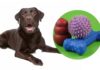 best interactive dog toys