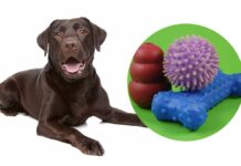 best interactive dog toys