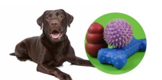 best interactive dog toys