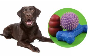 best interactive dog toys