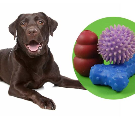 best interactive dog toys
